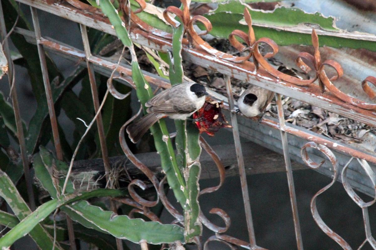 Sooty-headed bulbul (Pycnonotus aurigaster)