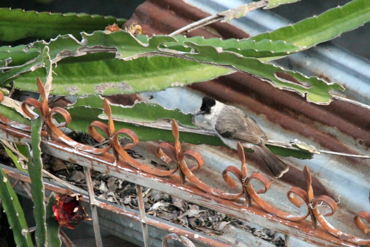 Sooty-headed bulbul (Pycnonotus aurigaster)