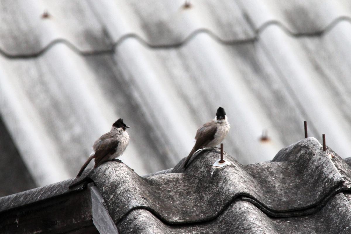 Sooty-headed bulbul (Pycnonotus aurigaster)