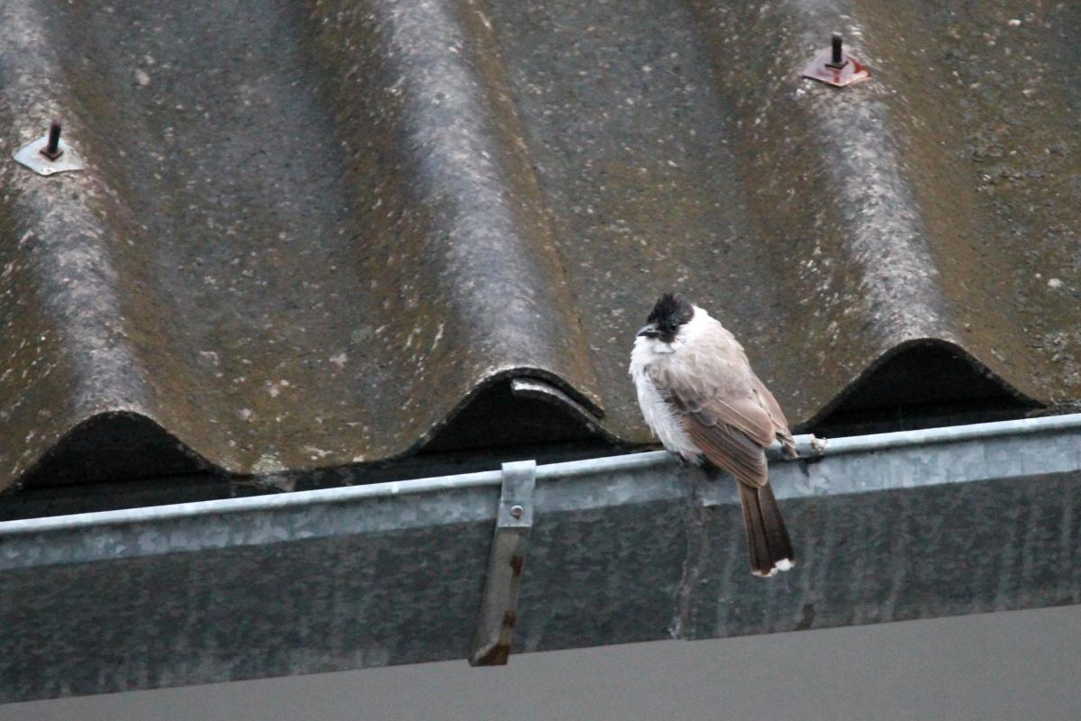 Sooty-headed bulbul (Pycnonotus aurigaster)