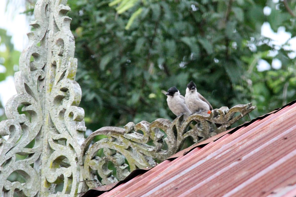 Sooty-headed bulbul (Pycnonotus aurigaster)