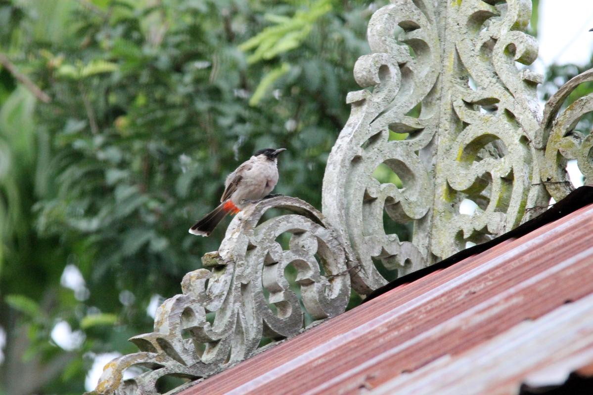 Sooty-headed bulbul (Pycnonotus aurigaster)
