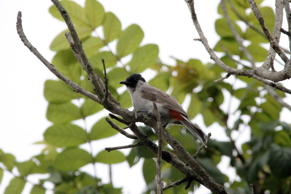 Sooty-headed bulbul (Pycnonotus aurigaster)