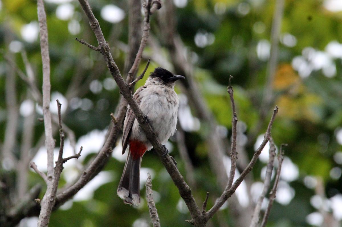 Sooty-headed bulbul (Pycnonotus aurigaster)