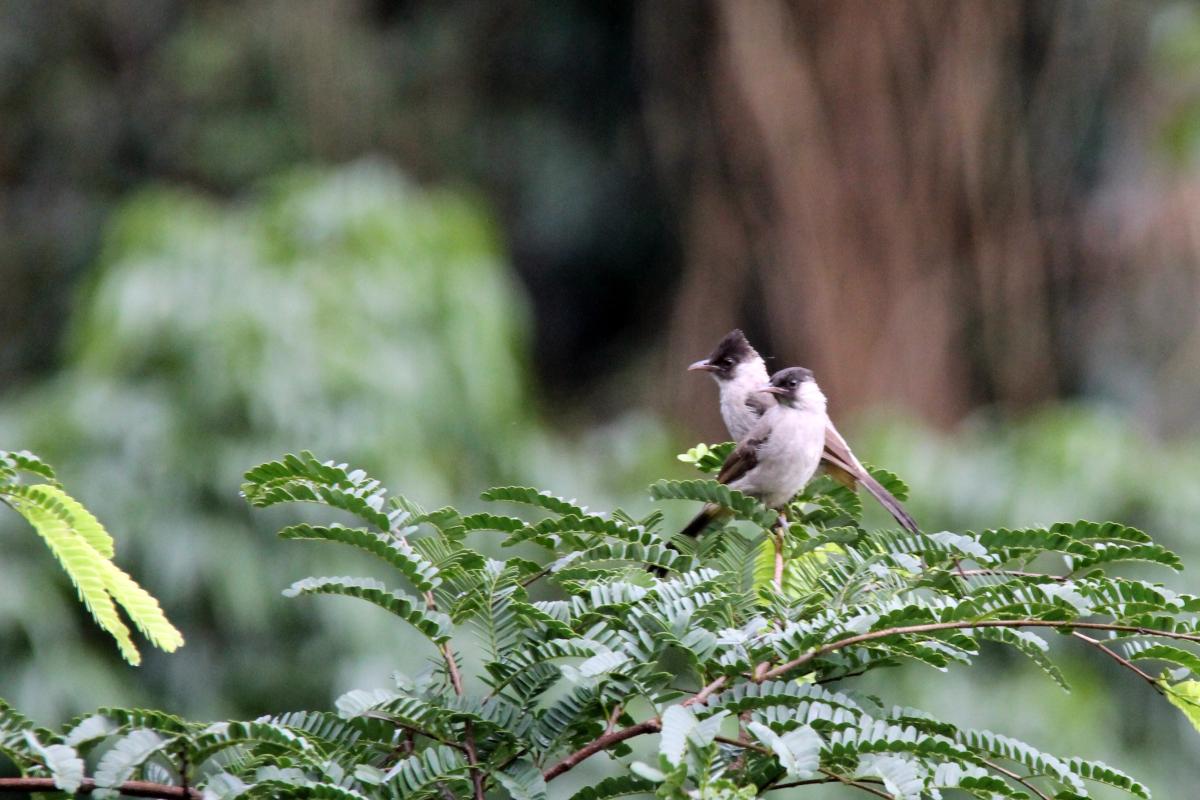 Sooty-headed bulbul (Pycnonotus aurigaster)