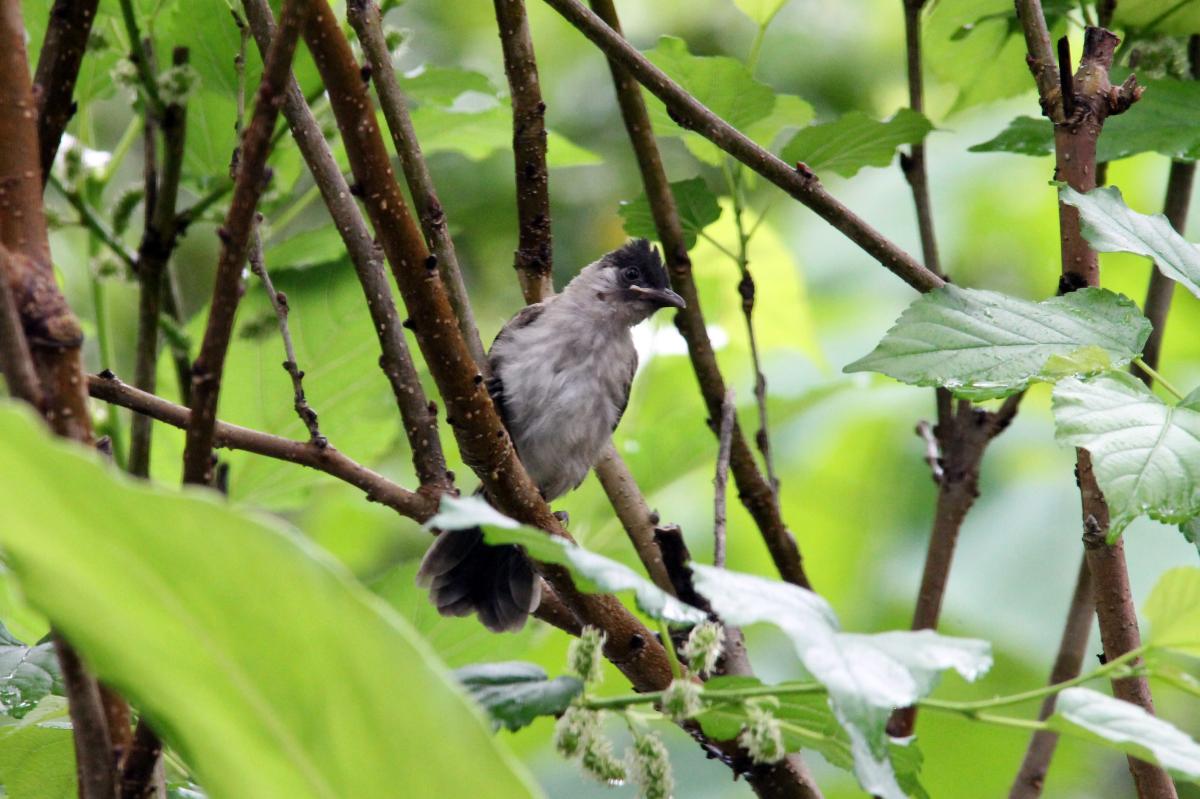 Sooty-headed bulbul (Pycnonotus aurigaster)
