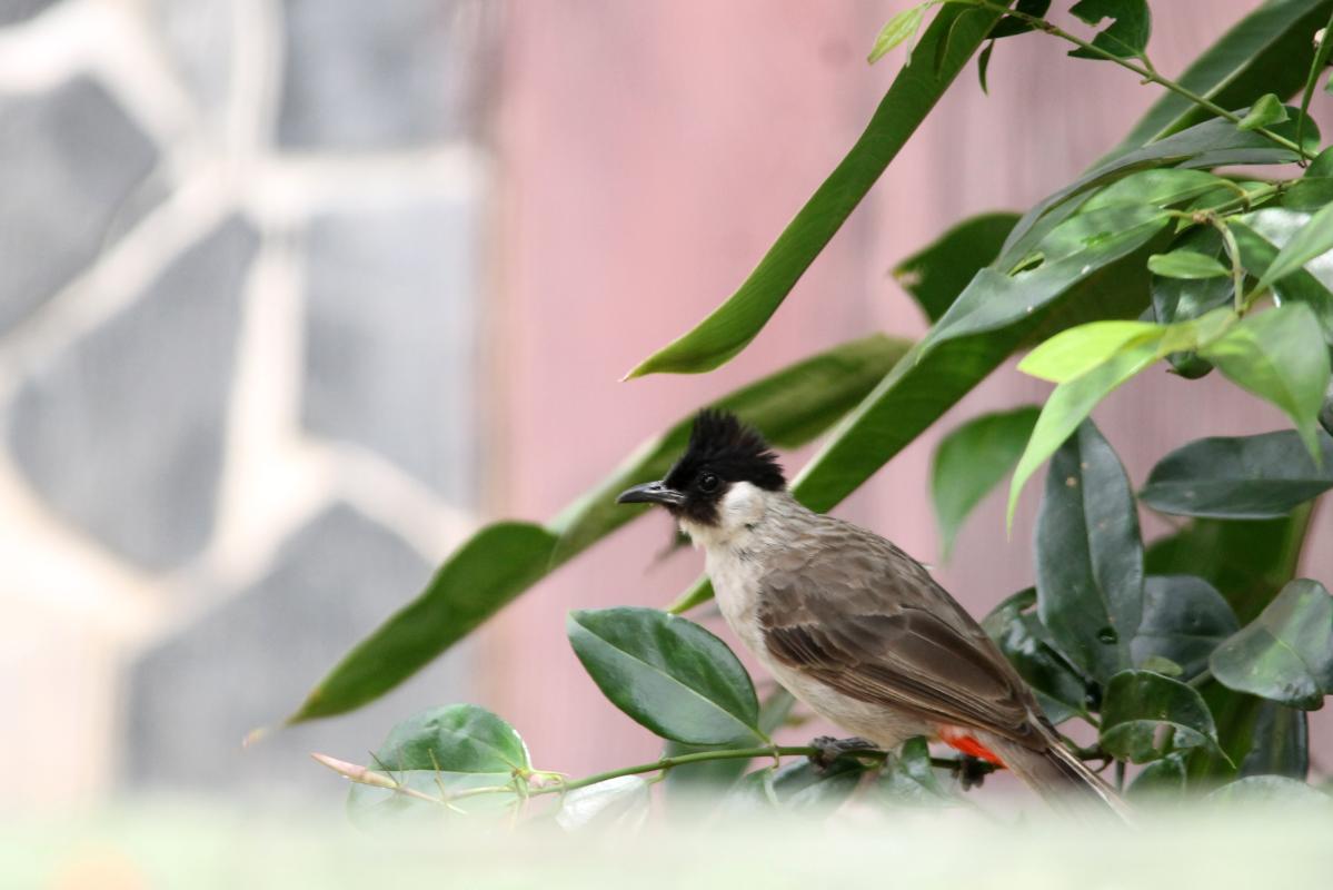 Sooty-headed bulbul (Pycnonotus aurigaster)