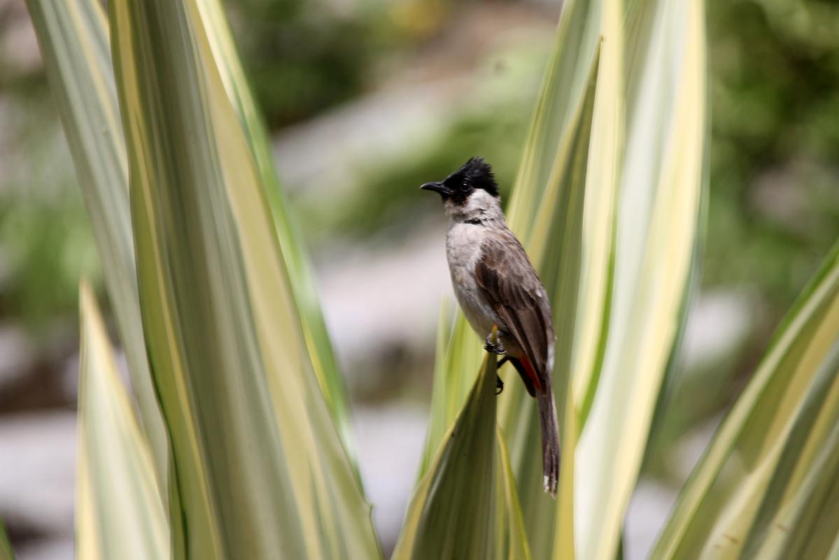 Sooty-headed bulbul (Pycnonotus aurigaster)