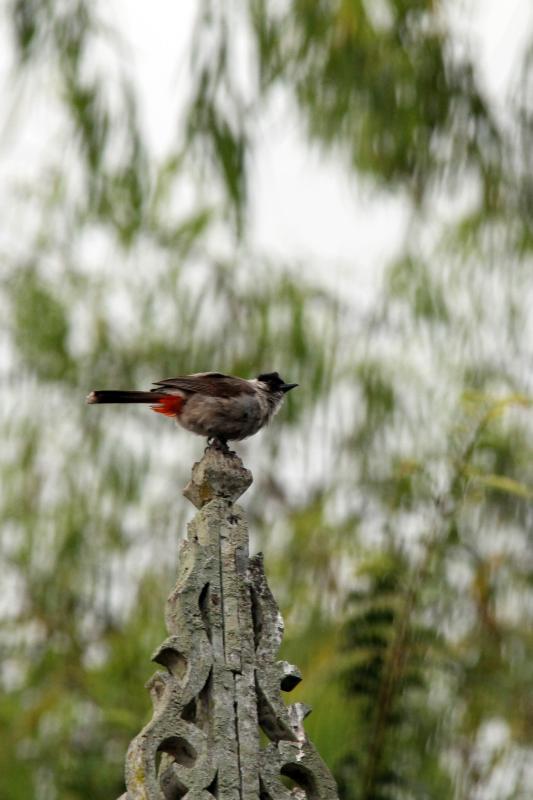 Sooty-headed bulbul (Pycnonotus aurigaster)