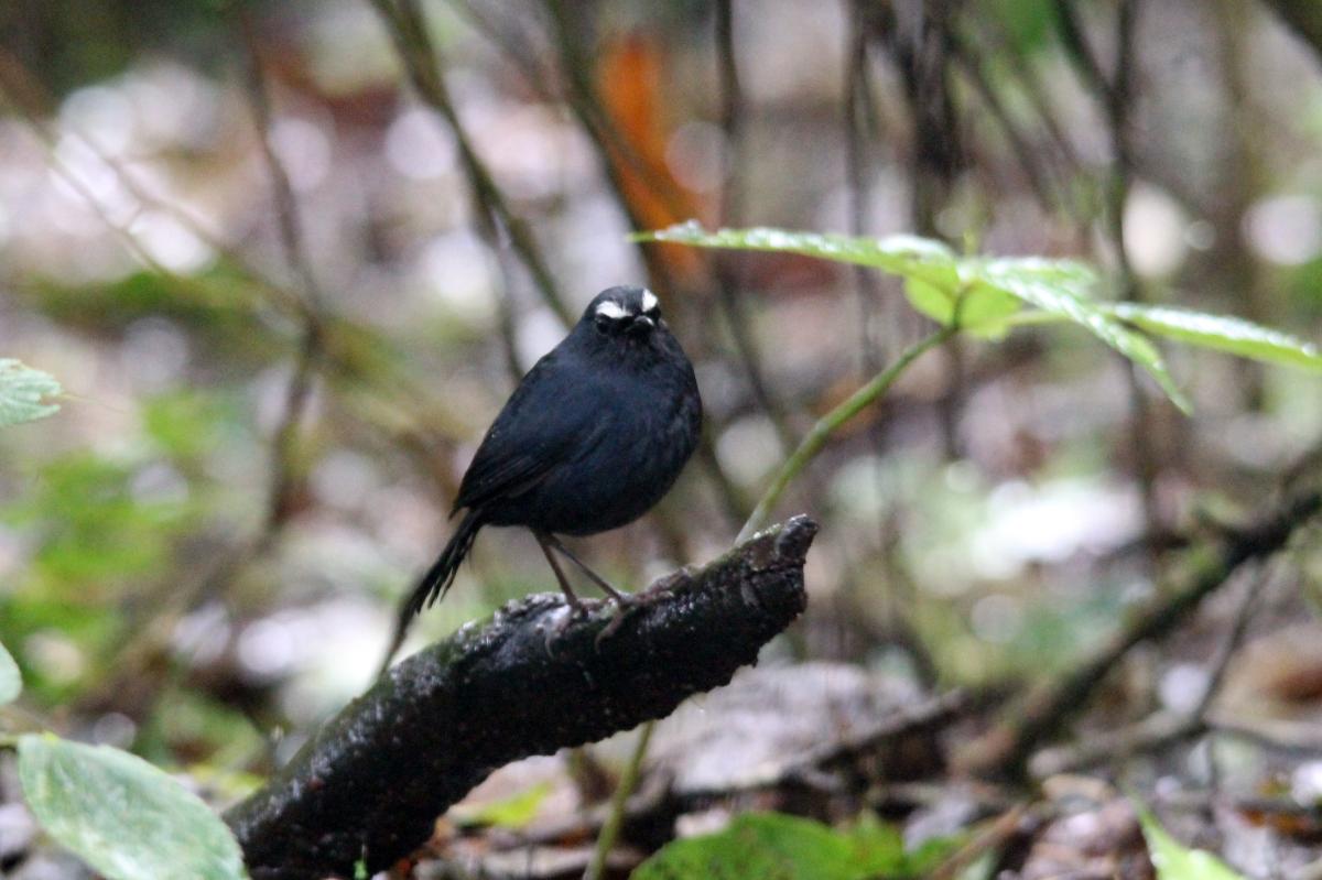 White-browed shortwing (Brachypteryx montana), Ang Ka Nature Trail, Tambon Ban Luang, Chang Wat Chiang Mai, Thailand, 2014-08-09 White-browed shortwing (Brachypteryx montana)