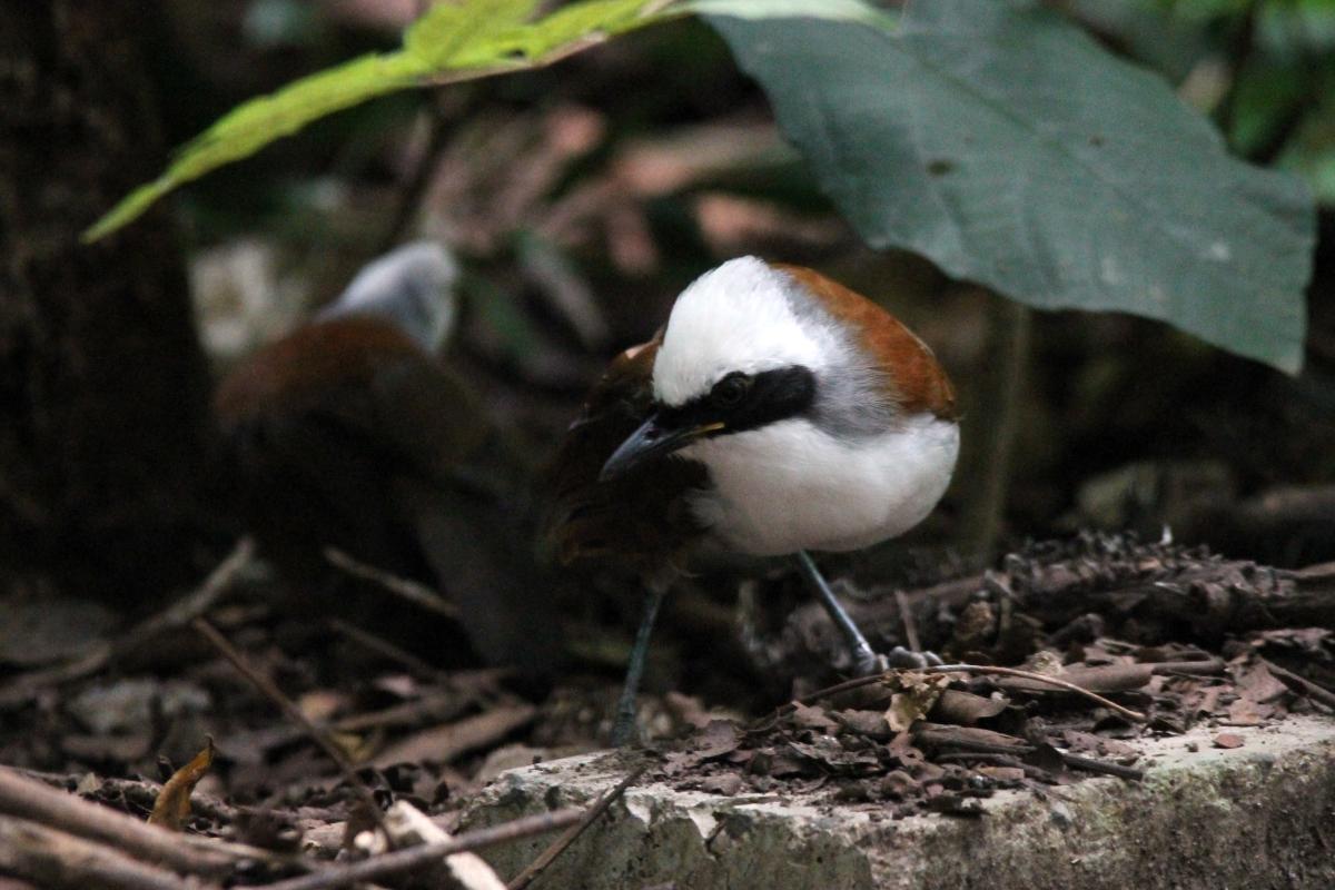 White-crested laughingthrush (Garrulax leucolophus), Suthep, Mueang Chiang Mai, Chiang Mai, Thailand, 2014-08-24 White-crested laughingthrush (Garrulax leucolophus)