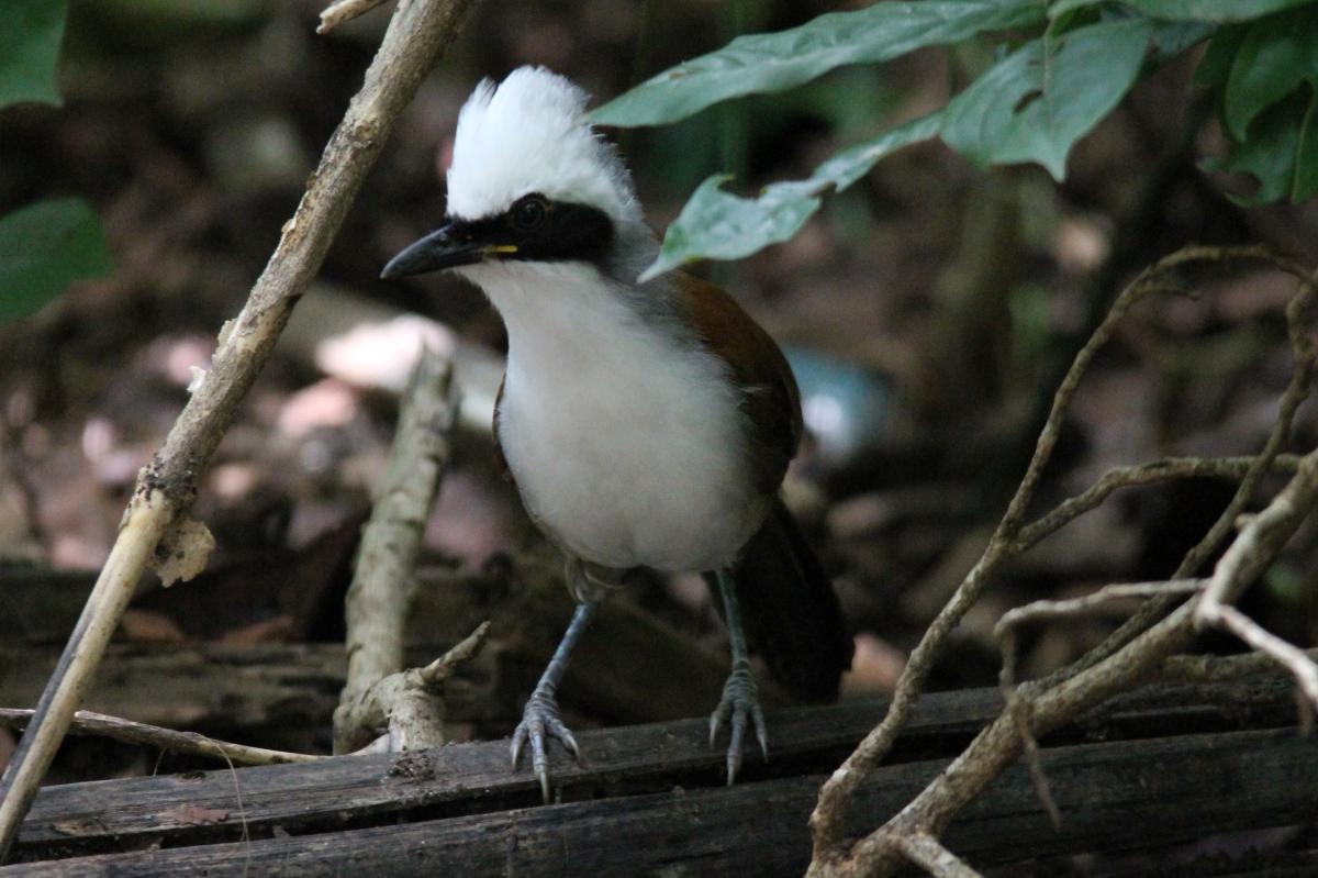 White-crested laughingthrush (Garrulax leucolophus), Suthep, Mueang Chiang Mai, Chiang Mai, Thailand, 2014-08-24 White-crested laughingthrush (Garrulax leucolophus)