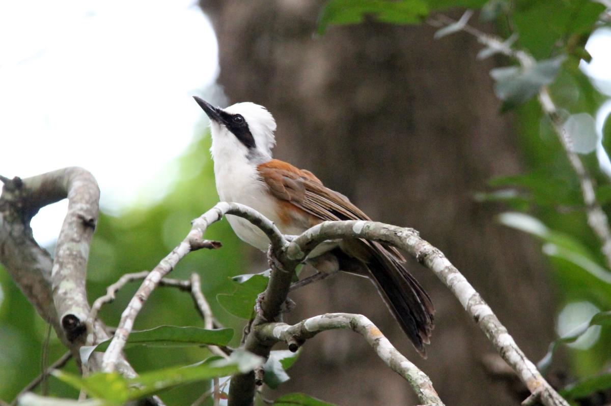 White-crested laughingthrush (Garrulax leucolophus), Suthep, Mueang Chiang Mai, Chiang Mai, Thailand, 2014-08-24 White-crested laughingthrush (Garrulax leucolophus)