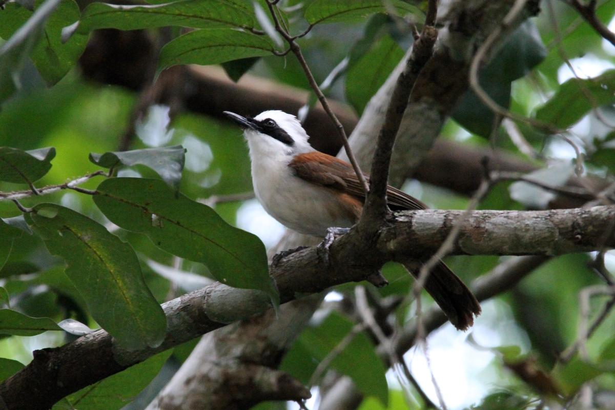 White-crested laughingthrush (Garrulax leucolophus), Suthep, Mueang Chiang Mai, Chiang Mai, Thailand, 2014-08-24 White-crested laughingthrush (Garrulax leucolophus)