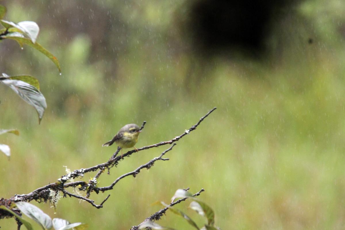 Yellow-bellied fantail (Chelidorhynx hypoxantha), Ang Ka Nature Trail, Tambon Ban Luang, Chang Wat Chiang Mai, Thailand, 2014-08-09 Yellow-bellied fantail (Chelidorhynx hypoxantha)