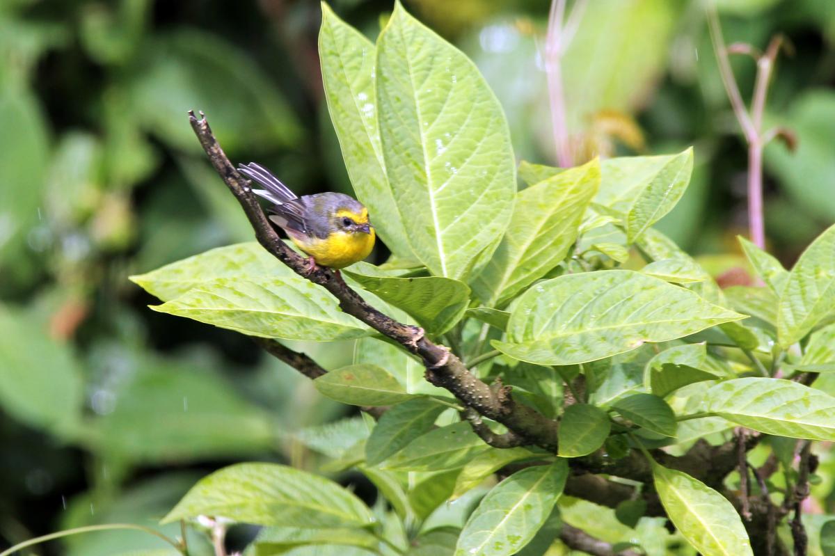 Yellow-bellied fantail (Chelidorhynx hypoxantha), 1009, Ban Luang, Chiang Mai, Thailand, 2014-09-11 Yellow-bellied fantail (Chelidorhynx hypoxantha)