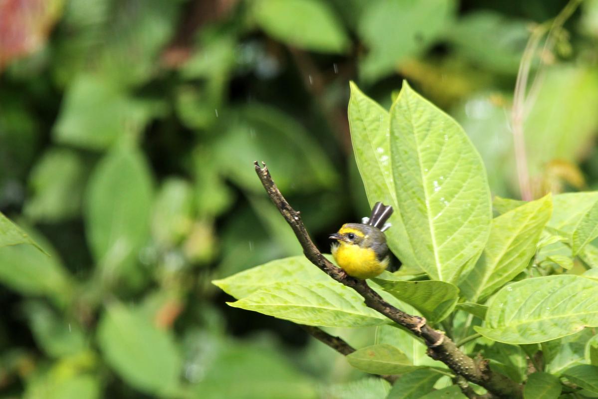 Yellow-bellied fantail (Chelidorhynx hypoxantha), 1009, Ban Luang, Chiang Mai, Thailand, 2014-09-11 Yellow-bellied fantail (Chelidorhynx hypoxantha)