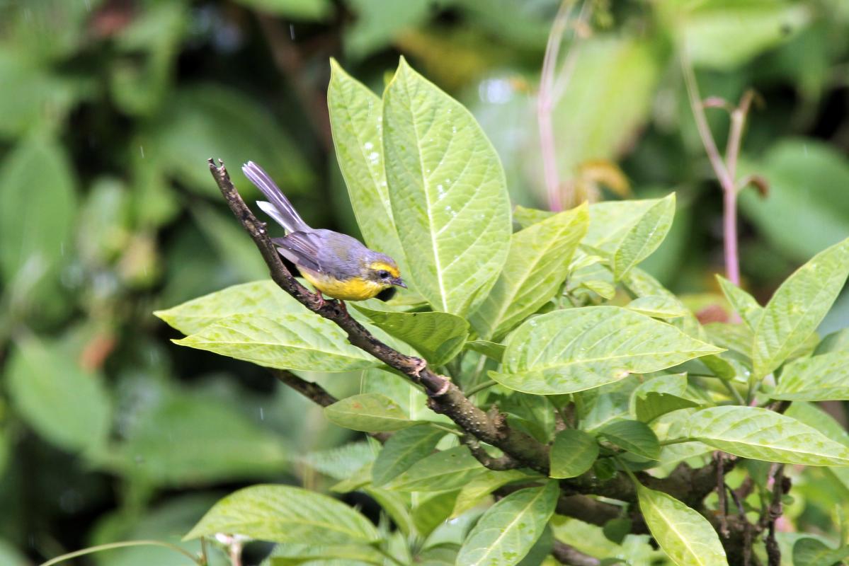 Yellow-bellied fantail (Chelidorhynx hypoxantha), 1009, Ban Luang, Chiang Mai, Thailand, 2014-09-11 Yellow-bellied fantail (Chelidorhynx hypoxantha)