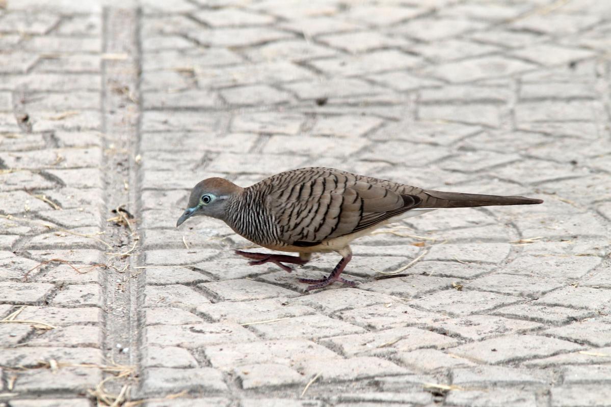 Zebra dove (Geopelia striata)