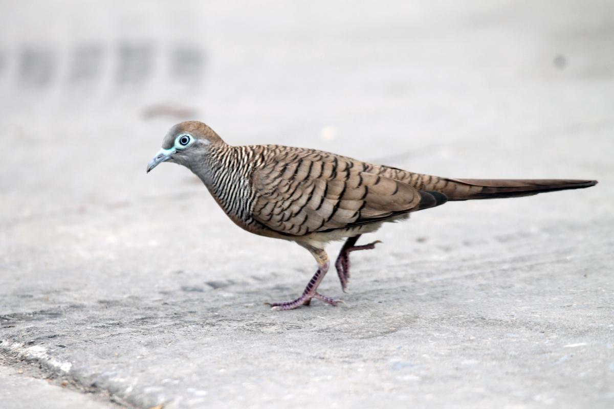 Zebra dove (Geopelia striata)