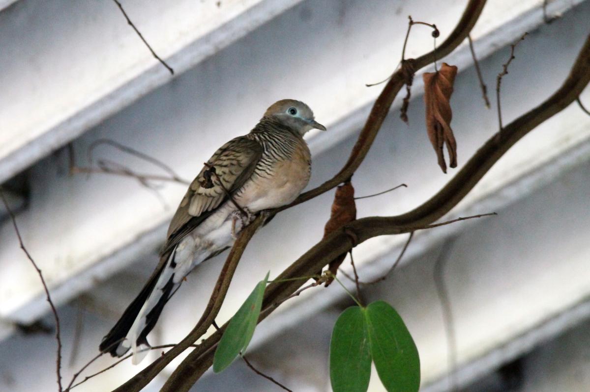 Zebra dove (Geopelia striata)