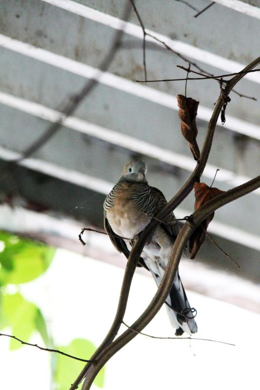 Zebra dove (Geopelia striata)