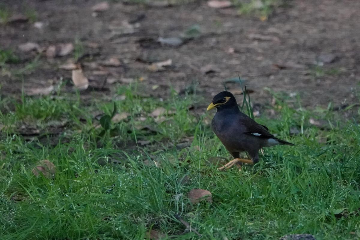 Common Myna (Acridotheres tristis)