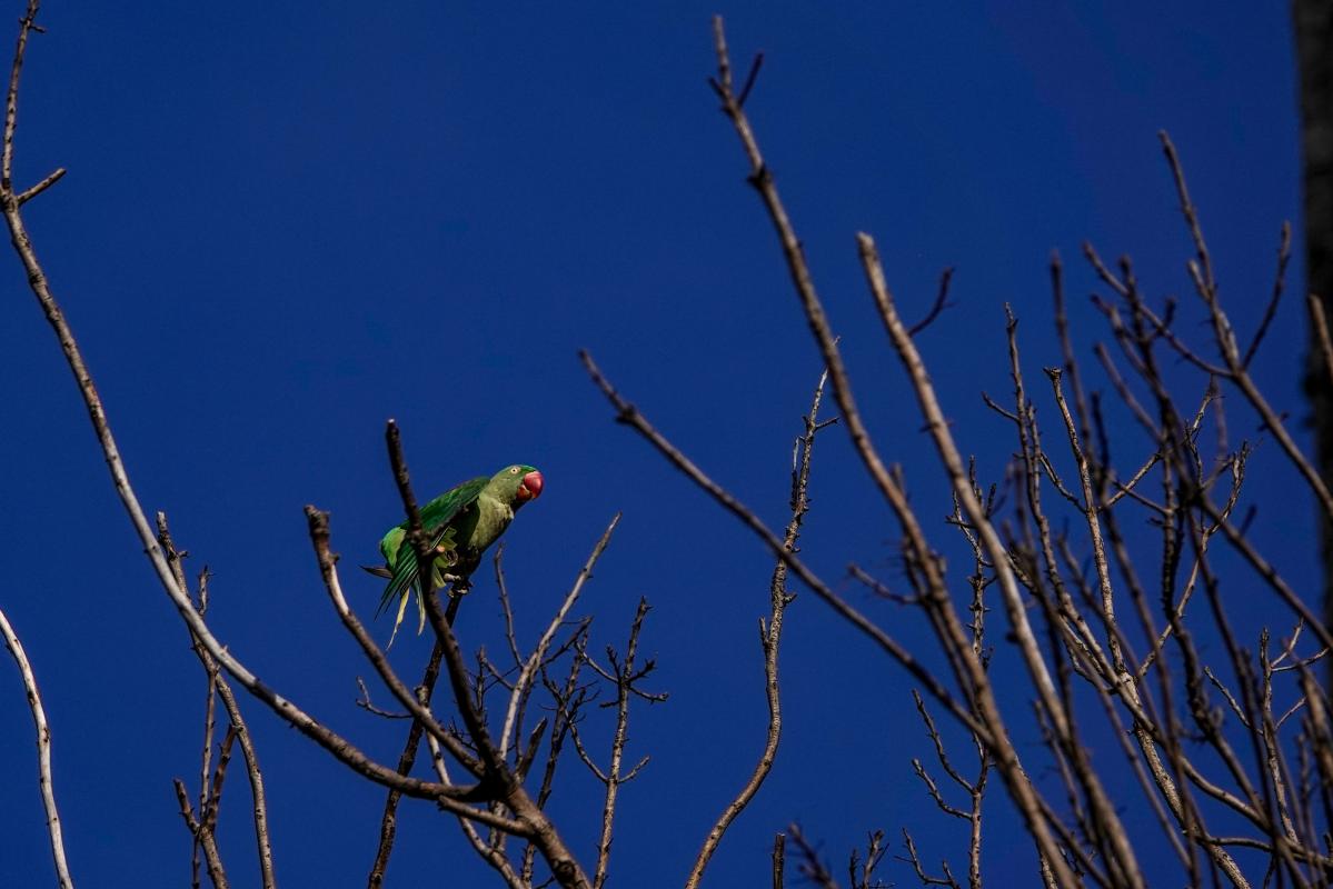 Rose-ringed parakeet (Psittacula krameri)